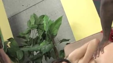 Chien mâle noir qui baise sa femme