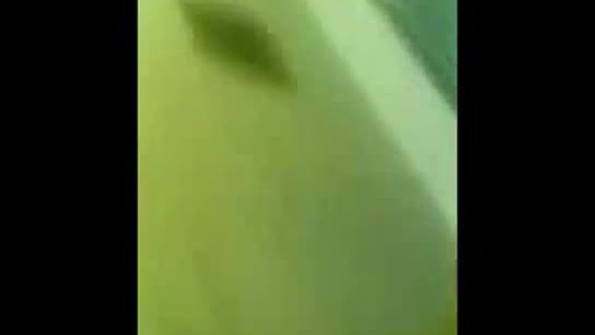 4463597 shrmoota masrya gamda awy