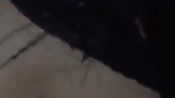 Amiga a filmé calicinha tolada dans le cul